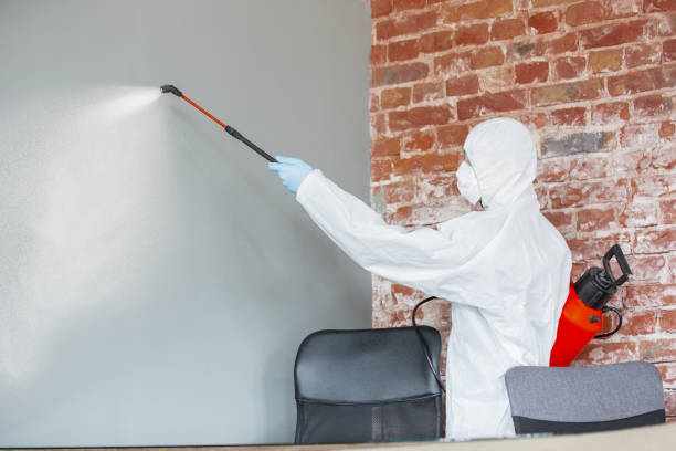 Best Mold Removal for HVAC Installations  in Somerton, AZ