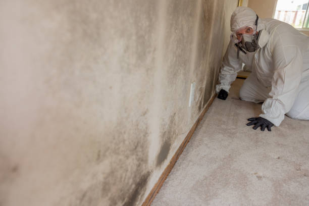 Best Environmental Consulting for Mold Prevention  in Somerton, AZ